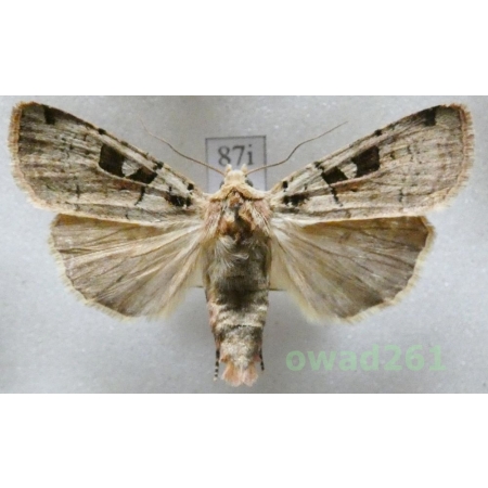 Xestia triangulum (Hufnagel, 1766) Rolnica trójkątówka Czech87i
